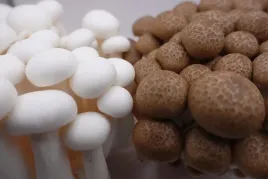 grzyby-shimeji-150g-biale-chiny