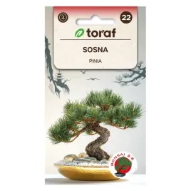 sosna-pinia-10-szt
