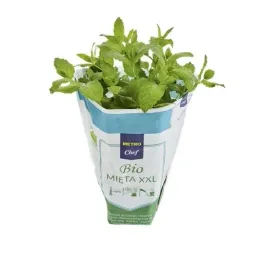 metro-chef-bio-mieta-bio-xxl-1-sztuka-polska-swieze-ziola