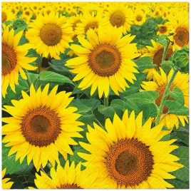 serwetki-33x33-decoupage-sunflowers-field-20szt