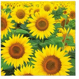 serwetki-33x33-decoupage-sunflowers-field-20szt