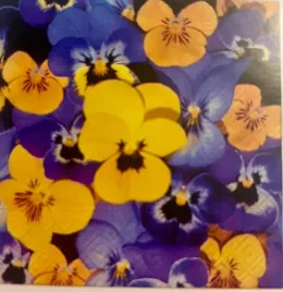 serwetki-33x33-decoupage-pansies-20szt-kwiaty-bratki