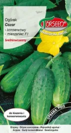 ogorek-gruntowy-konserwowy-cezar-f1-sredniowczesny-3g-nasiona-ogorka
