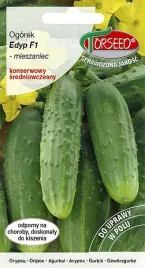 ogorek-gruntowy-konserwowy-edyp-f1-mieszczaniec-f1-nasiona-ogorka