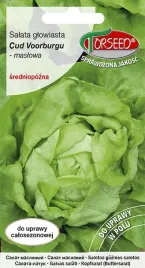 salata-maslowa-cud-voorburgu-05g-nasiona-salaty-uprawa-w-ogrodzie