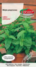 mieta-mentha-piperita-01g-nasiona-ziol-do-ogrodu