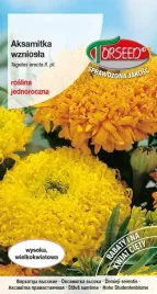 aksamitka-wielkokwiatowa-wysoka-mieszanka-1g-nasiona-aksamitki-na-ogrod