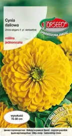 cynia-wytworna-daliowa-zolta-1g-nasiona-cyni-kwiaty-na-ogrod