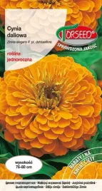 cynia-wytworna-daliowa-pomaranczowa-1g-nasiona-cyni-kwiaty-na-ogrod