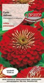 cynia-wytworna-daliowa-ciemnoczerwona-1g-nasiona-cyni-kwiaty-na-ogrod