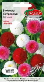 stokrotka-pomponowa-mieszanka-01g-nasiona-kwiatow-ozdobnych-na-ogrod