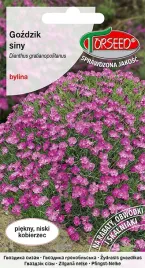 gozdzik-siny-rozowy-01g-nasiona-gozdzika-kwiaty-na-ogrod