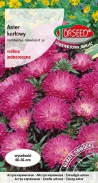 aster-karlowy-rozowy-05g-nasiona-asterow-kwiaty-na-ogrod