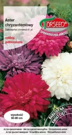 aster-wysoki-chryzantemowy-wrzosowofioletowy-05g-nasiona-asterow-kwiaty