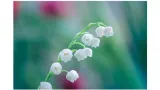 dezodorant-extase-damski-150ml-convallaria-biala-rodzaj-spray