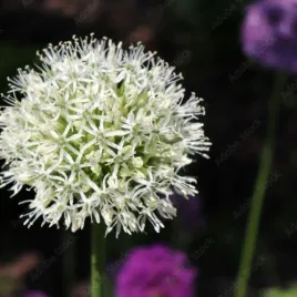 allium-stipitatum-white-giant-czosnek-turkiestanski-bialy