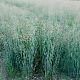 panicum-virgatum-prairie-sky-proso-rozgowate-lisc-jasno-niebieski-kwiat-c