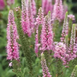 veronica-spicata-heidekind-przetacznik-klosowy-kwiat-rozowy-c15