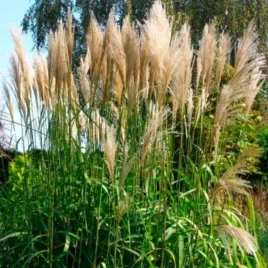miscanthus-sinensis-ballerina-miskant-chinski-trawa-ozdobna-c2