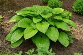 hosta-guacamole-funkia-kwiat-bialy-c2