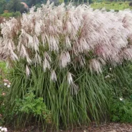 miscanthus-sinensis-snow-queen-miskant-chinski-kwiat-srebrno-rozowy-c2