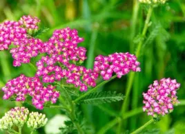 achillea-millefolium-cerise-queen-krwawnik-pospolity-kwiat-ciemno-rozowy