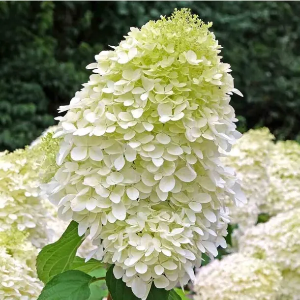 Hydrangea Hercules Rhs Hortensja bukietowa - Hydrangea paniculata 'Hercules'(R) – 323327854 ...
