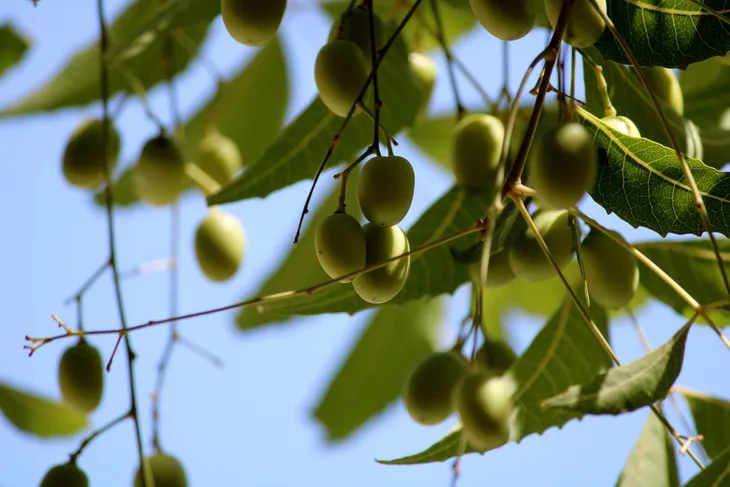 olejek-neem-nierafinowany-natural-1l-rodzaj-inny