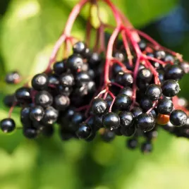 bez-czarny-samyl-idealny-na-soki-i-nalewki-2l