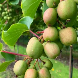 aktinidia-geneva-ostrolistna-zenska-owoce-o-miodowym-posmaku-sadzonka-2l