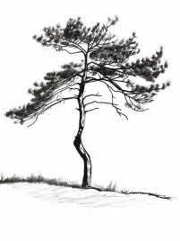 plakat-75x100cm-samotna-sosna