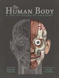 the-human-body-a-pop-up-guide-to-anatomy-wer-angielska-richard-walker