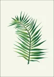 lisc-v-plakat-30x40-cm