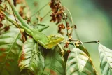 lizzard-plakat-297x21-cm-stan-nowy