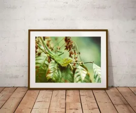 lizzard-plakat-915x61-cm