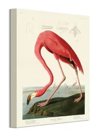 american-flamingo-obraz-na-plotnie-30x40-cm