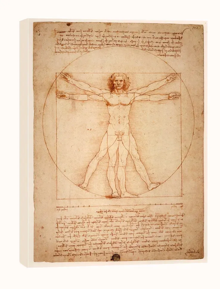 anatomia-leonardo-da-vinci-obraz-na-plotnie-40x60-cm-stan-nowy