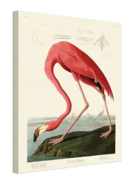 american-flamingo-obraz-na-plotnie-60x80-cm