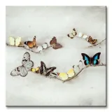 array-of-butterflies-motyle-obraz-na-plotnie-40x40-cm-stan-nowy