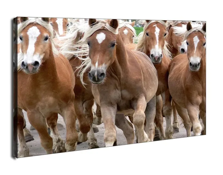 bieg-koni-obraz-na-plotnie-70x50-cm-stan-nowy