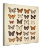 butterfly-collection-obraz-na-plotnie-85x85-cm