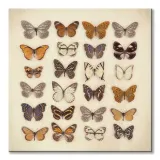 butterfly-collection-obraz-na-plotnie-85x85-cm-stan-nowy