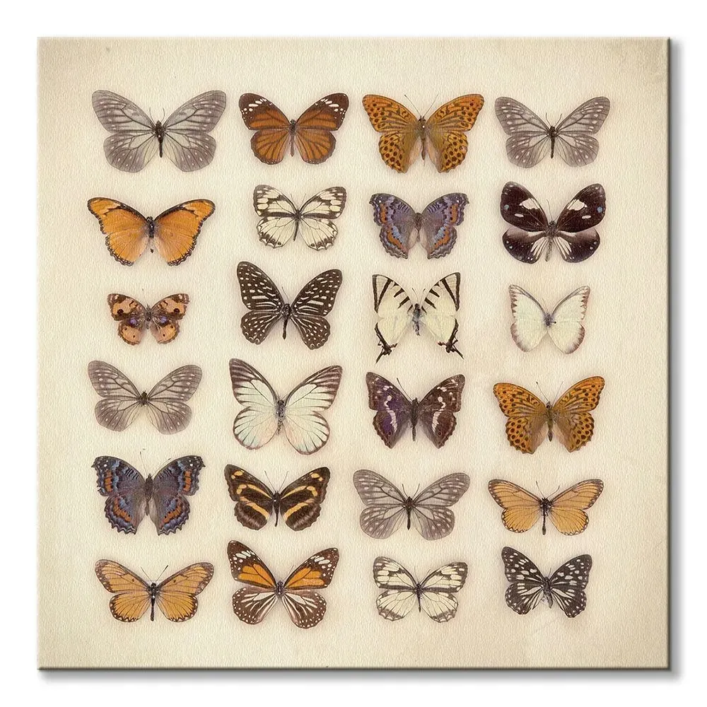 butterfly-collection-obraz-na-plotnie-85x85-cm
