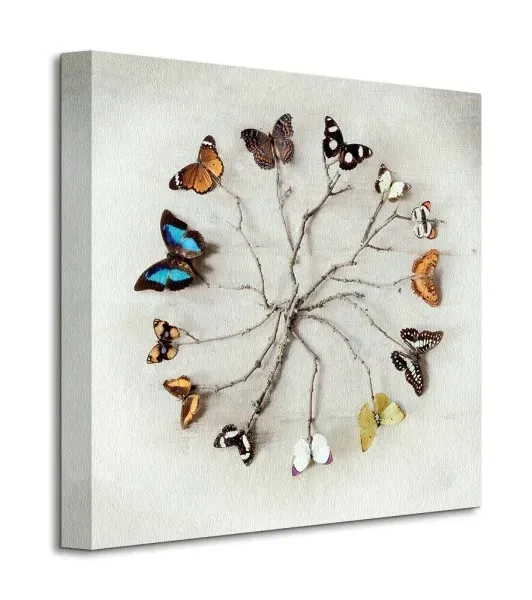 butterfly-harmony-motyle-obraz-na-plotnie-40x40-cm-stan-nowy