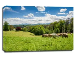 bydlo-pireneje-francja-obraz-na-plotnie-100x70-cm