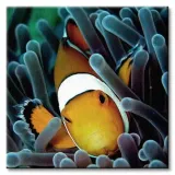blazenek-obraz-na-plotnie-40x40-cm-stan-nowy
