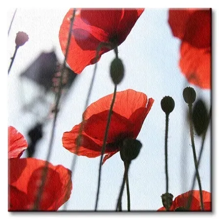 czerwone-maki-obraz-na-plotnie-40x40-cm-stan-nowy