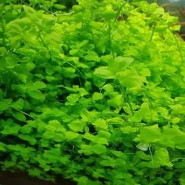 bacopa-australis-in-vitro-porcja-10-sadzonek-roslina-do-akwarium