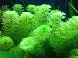 limnophila-sessiliflora-bezszypulkowa-in-vitro