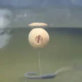 korek-do-przynet-8mm-undercarp-stan-nowy